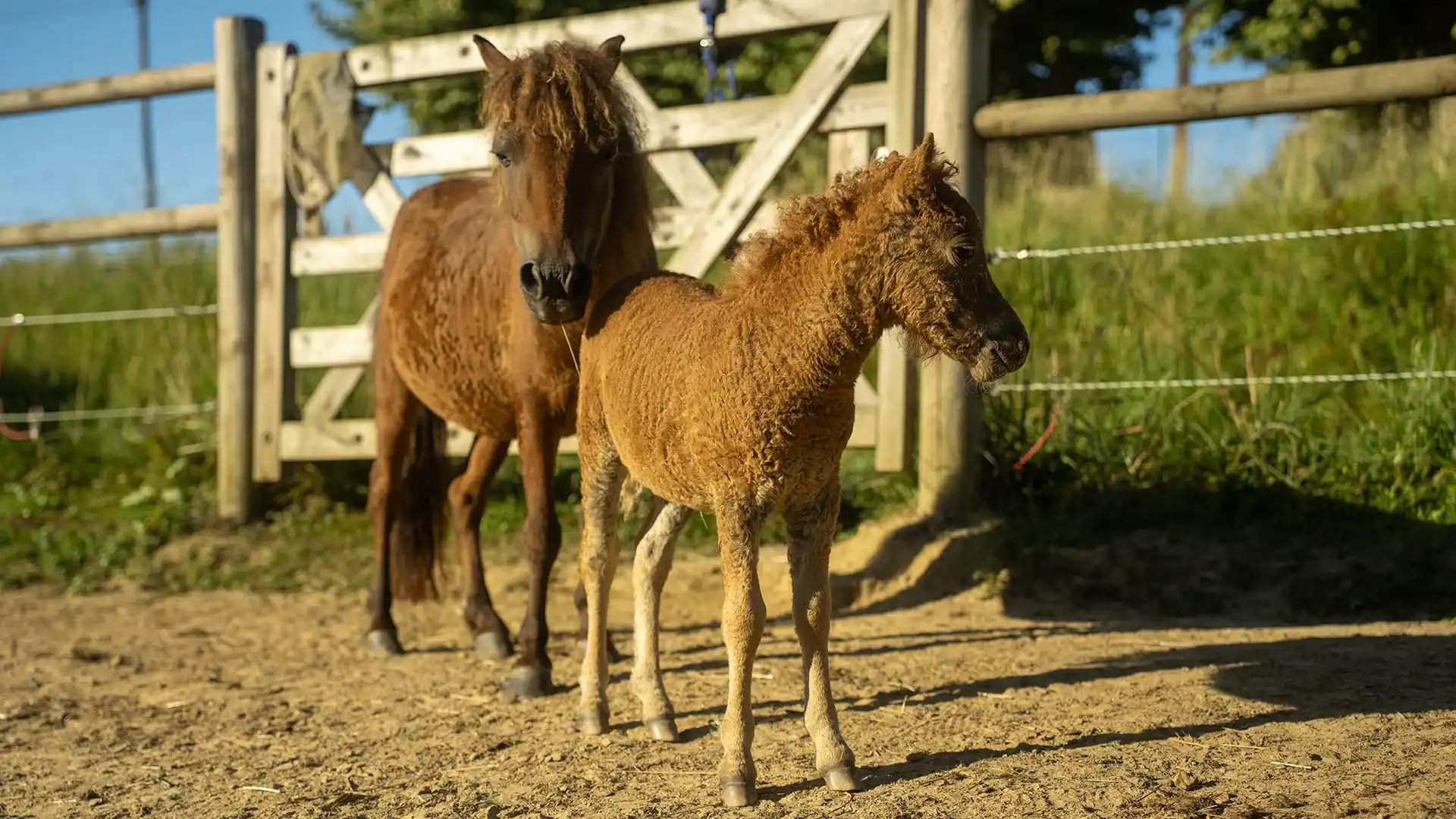 Miniature Curly Horse breed standard: body