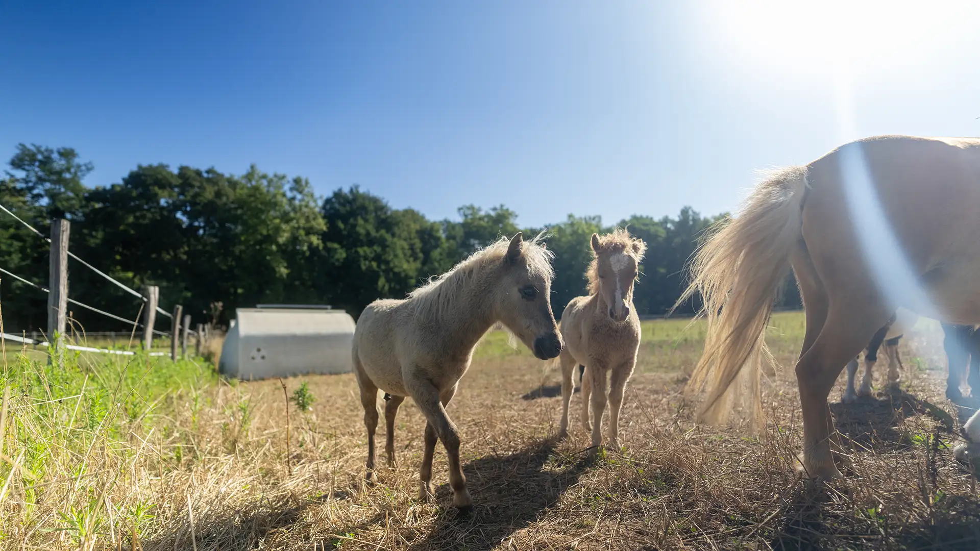 Curly Horse illustrating the AMCHE breed presentation